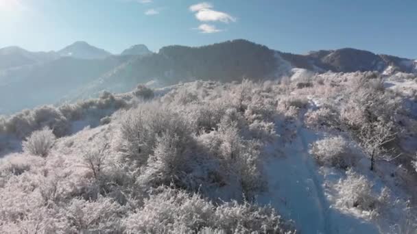 Dağlardaki kar ormanlarının hava görüntüsü. — Stok video