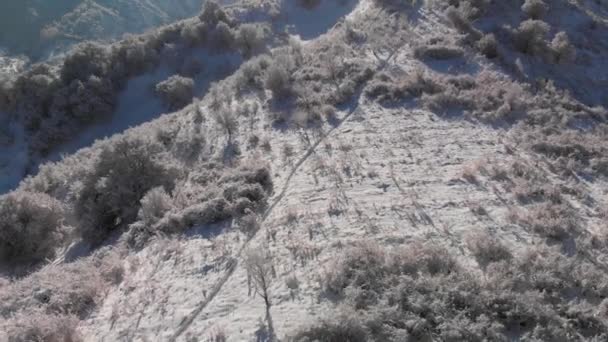 Luchtopname van het wintersneeuwwoud in de bergen — Stockvideo