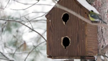 Small Birds tit in birdhouse at winter park