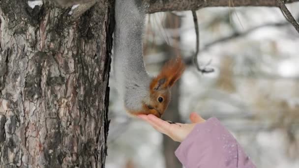 Dziewczyna karmi wiewiórkę orzechami w parku zimowym. — Wideo stockowe