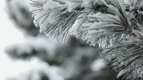 Śnieg w zimie w lesie w okresie Bożego Narodzenia — Wideo stockowe