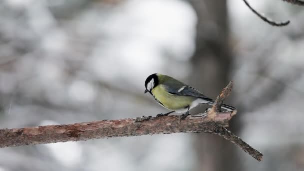 Small Bird tit on the snow cowered tree branch — Stock Video