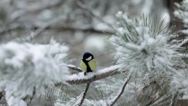 Маленькая синица на снегу покрыла ветку дерева — стоковое видео