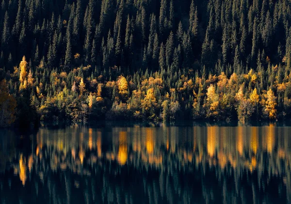 Paisaje Montañoso Bosque Otoñal Árboles Amarillos Abeto Verde Con Reflexión —  Fotos de Stock