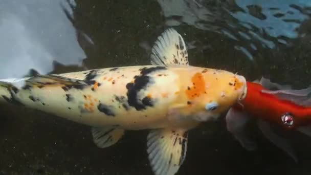 Ikan koi berwarna berenang di kolam kebun — Stok Video