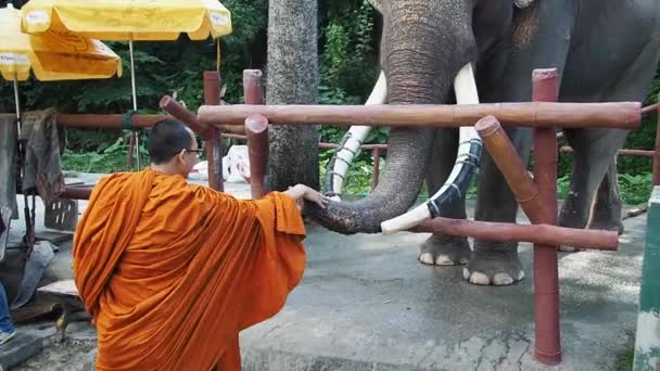 Boeddhistische monnik voedt olifanten met bananen in dierentuin Chiang Mai in Thailand — Stockvideo