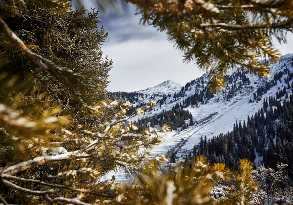 Beautiful scenery of the mountains summit with snow framed with spruce tree in Almaty, Kazakhstan. Outdoor and hiking concept