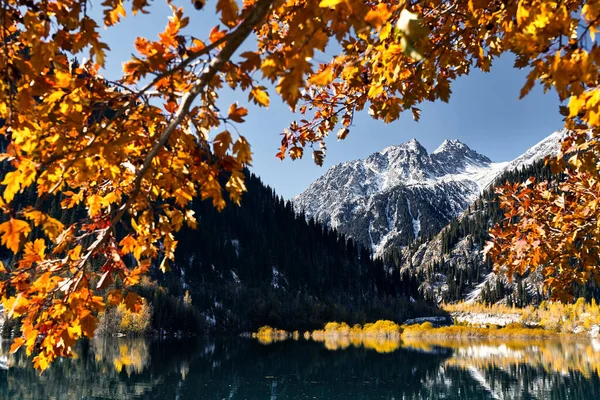 Sonbahar Ormanlarının Dağ Manzarası Sarı Ağaçlar Kazakistan Daki Issyk Gölü — Stok fotoğraf