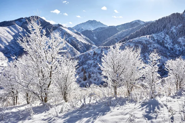 哈萨克斯坦冬季 高山上美丽的风景 冰雪覆盖 树木结冰 蓝天映衬 — 图库照片