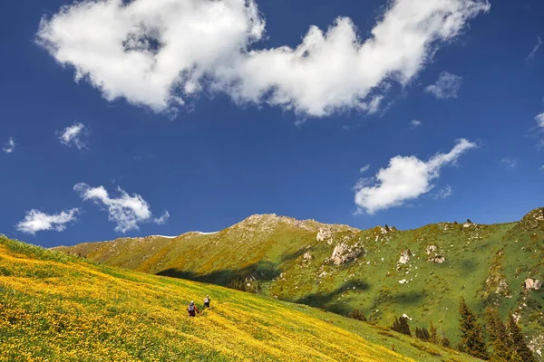 Due Escursionisti Camminano Prato Con Fiori Gialli Nelle Montagne Primaverili — Foto Stock