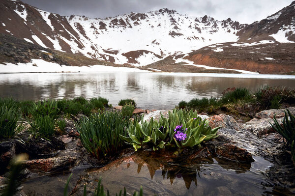 Beautiful scenery of the mountain lake and purple alpine primrose flowers on the beach against white snow mountains Almaty, Kazakhstan