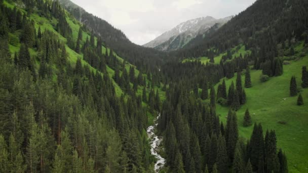 Drone aéreo disparo de bosque de montaña verde y río en Kazajstán — Vídeo de stock