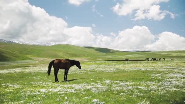 Paard op weide in de bergvallei in Centraal-Azië — Stockvideo