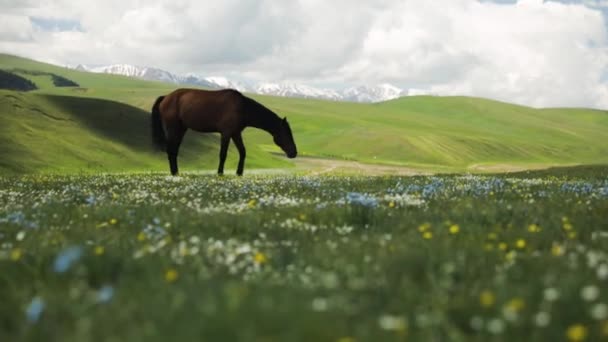 Paard op weide in de bergvallei in Centraal-Azië — Stockvideo