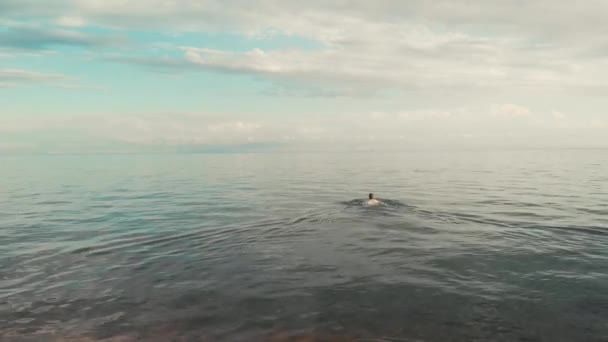 Letecký pohled na mladou ženu plavající v průhledné tyrkysové mořské vodě — Stock video