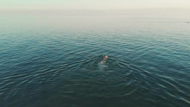 透明ターコイズブルーの海で泳ぐ若い女性の空中ビュー — ストック動画
