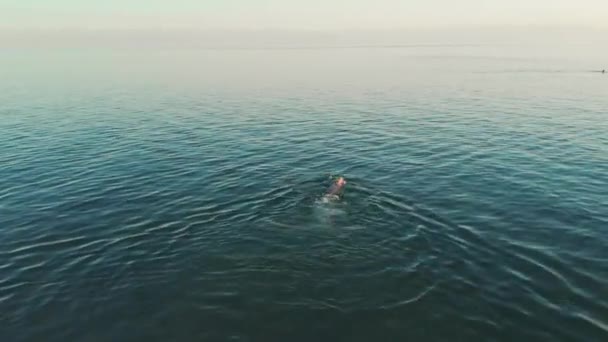 Aerial view of young woman swimming in the transparent turquoise sea water — Stock Video