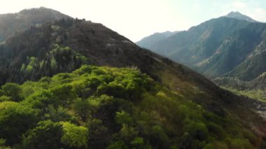 Kazakistan 'daki yeşil orman ve dağların insansız hava aracı görüntüleri.