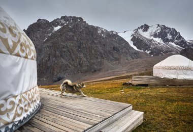 Kazakistan, Almaty 'deki kayak merkezi Shymbulak' ta dağlara karşı beyaz yurt evleri olan otelin yanındaki köpek.