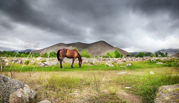 Cavallo in montagna — Foto Stock