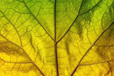 Autumn leaf texture clipart