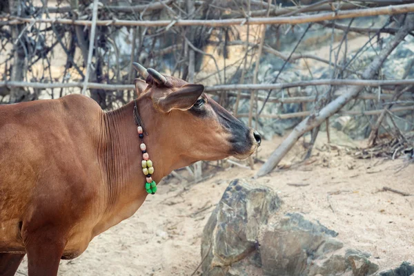 Hindistan'da kolye ile inek — Stok fotoğraf