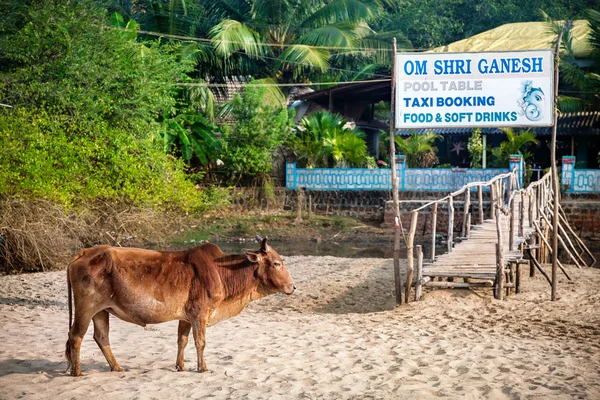 Koe op het strand — Stockfoto