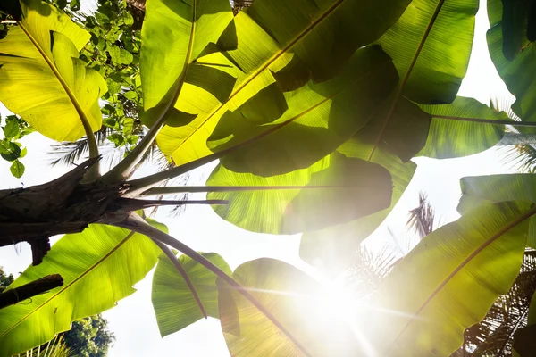 Folhas de banana — Fotografia de Stock