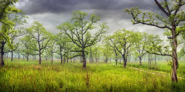 Panorama forestal en Chitwan —  Fotos de Stock