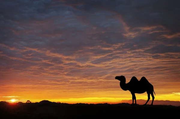 Καμήλα στο ηλιοβασίλεμα — Φωτογραφία Αρχείου