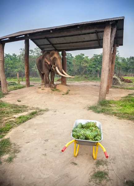 ネパールの食糧を持つ象 — ストック写真