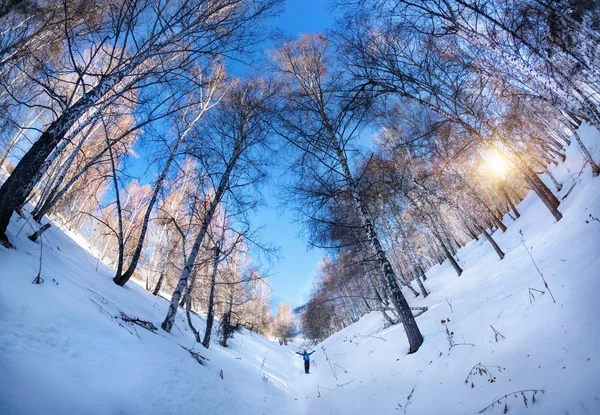 Toeristische in winter birchwood — Stockfoto