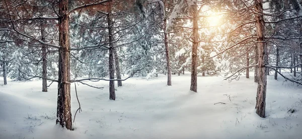 Inverno floresta nevada — Fotografia de Stock