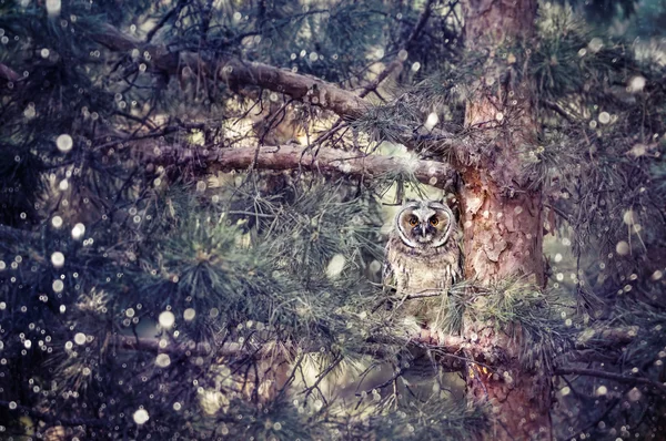 Long eared owl in the forest — Stock Photo, Image