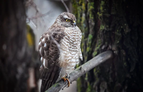 Saker falcon in the forest — Stock Photo, Image