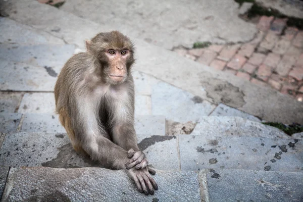 Macaco no Nepal — Fotografia de Stock