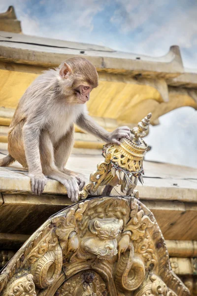 Macaco no templo no Nepal — Fotografia de Stock