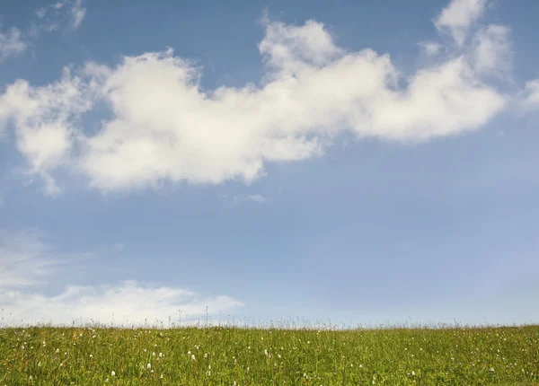 Grass and sky background — Stock Photo, Image