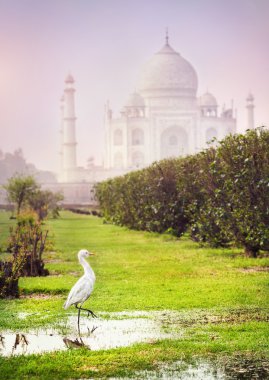 Kuş yakınındaki Taj Mahal
