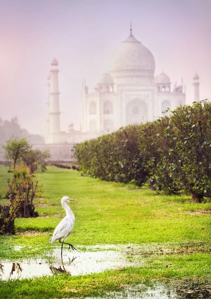 Pták u Taj Mahal — Stock fotografie