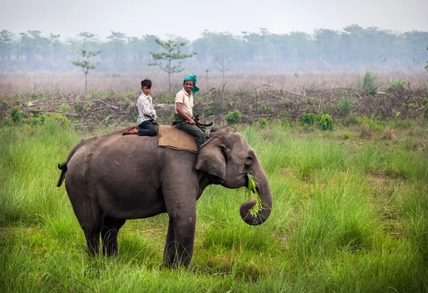 ネパールで象に乗ってください。 — ストック写真