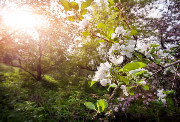 Primavera árvore de maçã — Fotografia de Stock