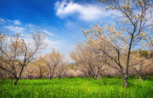 Vår apple trädgård — Stockfoto