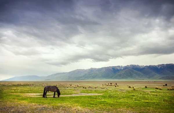 Häst i bergen — Stockfoto