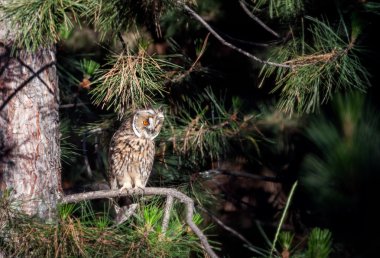 Long eared owl in the forest clipart
