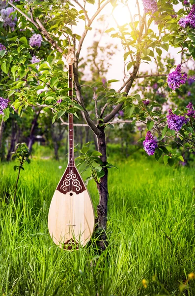 Dombra kazakh instrumento — Fotografia de Stock