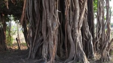 Hint inciri ağacı Goa Plajı
