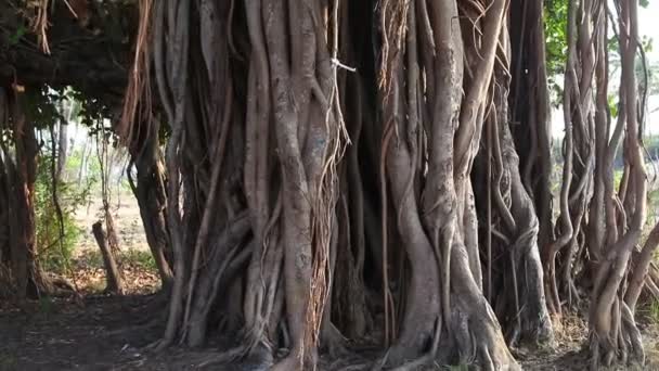 Banyan tree on Goa beach — Stock Video