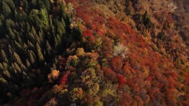 Almaty City, Kazakistan 'da sonbahar mevsiminde dağlardaki sarı yapraklı ormanların hava aracı manzarası.