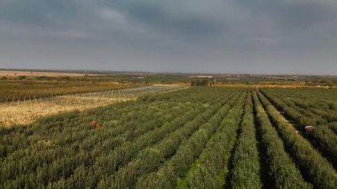Sonbahar zamanı, Kazakistan 'ın Almaty kenti yakınlarındaki dağların yakınındaki tarlanın hava aracı manzarası.